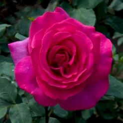 'Parole'® Rosa X 'Parole'® (Storblomstrende) A-Kvalitet,- Barrods Roser Min. 3 Grene -Sirius Butik p35329 53622 rosa x parole storblomstrende db95