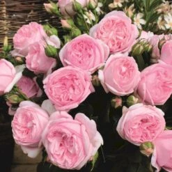 'Voyage'® Rosa X 'Voyage'® (Storblomstrende) A-Kvalitet,- Barrods Roser Min. 3 Grene -Sirius Butik p35334 53995 rosa x voyage storblomstrende ae77