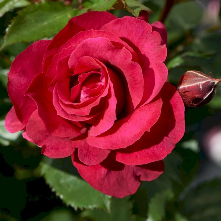 'Aveline™ Renaissance'® Rosa X 'Aveline™ Renaissance'® (Renaissancerose) A-Kvalitet,- Barrods Roser Min. 3 Grene 4 'Aveline™ Renaissance'® Rosa X 'Aveline™ Renaissance'® (Renaissancerose) A-Kvalitet,- Barrods Roser Min. 3 Grene - Billede 4