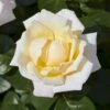 'Baroniet Rosendal™ Renaissance'® Rosa X 'Baroniet Rosendal™ Renaissance'® (Renaissancerose) A-Kvalitet,- Barrods Roser Min. 3 Grene