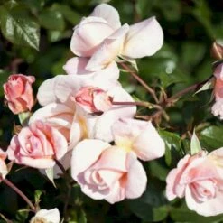 'Baroniet Rosendal™ Renaissance'® Rosa X 'Baroniet Rosendal™ Renaissance'® (Renaissancerose) A-Kvalitet,- Barrods Roser Min. 3 Grene -Sirius Butik p35344 52109 rosa x baroniet rosendal renaissance renaissancerose 8d17