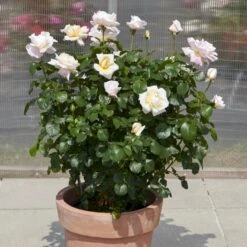 'Baroniet Rosendal™ Renaissance'® Rosa X 'Baroniet Rosendal™ Renaissance'® (Renaissancerose) A-Kvalitet,- Barrods Roser Min. 3 Grene -Sirius Butik p35344 52110 rosa x baroniet rosendal renaissance renaissancerose 84b2
