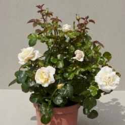 'Baroniet Rosendal™ Renaissance'® Rosa X 'Baroniet Rosendal™ Renaissance'® (Renaissancerose) A-Kvalitet,- Barrods Roser Min. 3 Grene -Sirius Butik p35344 52111 rosa x baroniet rosendal renaissance renaissancerose beec