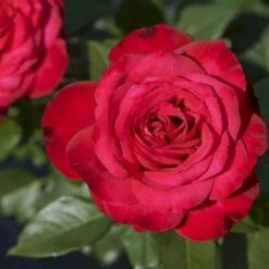 'Birthe Kjær™ Renaissance'® Rosa X 'Birthe Kjær™ Renaissance'® (Renaissancerose) A-Kvalitet,- Barrods Roser Min. 3 Grene -Sirius Butik p35345 52117 rosa x birthe kjaer renaissance renaissancerose fbad