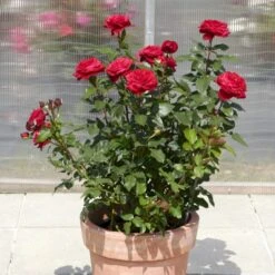 'Birthe Kjær™ Renaissance'® Rosa X 'Birthe Kjær™ Renaissance'® (Renaissancerose) A-Kvalitet,- Barrods Roser Min. 3 Grene -Sirius Butik p35345 52119 rosa x birthe kjaer renaissance renaissancerose 3ec2
