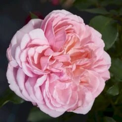 'Joleen™ Renaissance'® Rosa X 'Joleen™ Renaissance'® (Renaissancerose) A-Kvalitet,- Barrods Roser Min. 3 Grene -Sirius Butik p35346 52149 rosa x joleen renaissance renaissancerose 32cf