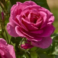 'Lea™ Renaissance'® Rosa X 'Lea™ Renaissance'® (Renaissancerose) A-Kvalitet,- Barrods Roser Min. 3 Grene -Sirius Butik p35348 52155 rosa x lea renaissance renaissancerose 07ab