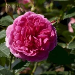 'Lea™ Renaissance'® Rosa X 'Lea™ Renaissance'® (Renaissancerose) A-Kvalitet,- Barrods Roser Min. 3 Grene -Sirius Butik p35348 52156 rosa x lea renaissance renaissancerose 16db