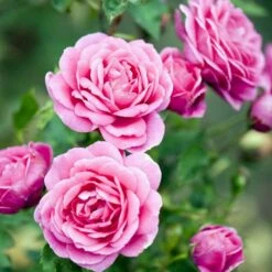 'Lea™ Renaissance'® Rosa X 'Lea™ Renaissance'® (Renaissancerose) A-Kvalitet,- Barrods Roser Min. 3 Grene -Sirius Butik p35348 52157 rosa x lea renaissance renaissancerose 23b7
