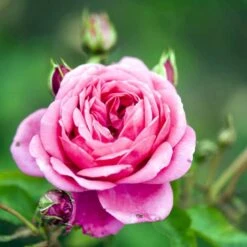 'Lea™ Renaissance'® Rosa X 'Lea™ Renaissance'® (Renaissancerose) A-Kvalitet,- Barrods Roser Min. 3 Grene -Sirius Butik p35348 52158 rosa x lea renaissance renaissancerose 4179