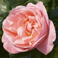 'Lilo™ Renaissance'® Rosa X 'Lilo™ Renaissance'® (Renaissancerose) A-Kvalitet,- Barrods Roser Min. 3 Grene -Sirius Butik p35349 52160 rosa x lilo renaissance renaissancerose ac86