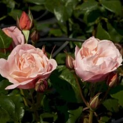 'Lilo™ Renaissance'® Rosa X 'Lilo™ Renaissance'® (Renaissancerose) A-Kvalitet,- Barrods Roser Min. 3 Grene -Sirius Butik p35349 52161 rosa x lilo renaissance renaissancerose 18b2