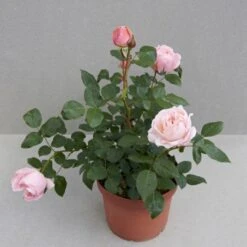'Lilo™ Renaissance'® Rosa X 'Lilo™ Renaissance'® (Renaissancerose) A-Kvalitet,- Barrods Roser Min. 3 Grene -Sirius Butik p35349 52163 rosa x lilo renaissance renaissancerose 4c82