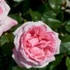 'Marlis™ Renaissance'® Rosa X 'Marlis™ Renaissance'® (Renaissancerose) A-Kvalitet,- Barrods Roser Min. 3 Grene