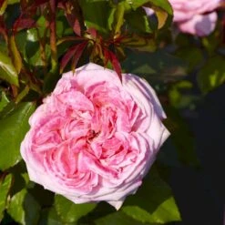 'Marlis™ Renaissance'® Rosa X 'Marlis™ Renaissance'® (Renaissancerose) A-Kvalitet,- Barrods Roser Min. 3 Grene -Sirius Butik p35350 52168 rosa x marlis renaissance renaissancerose 38ab