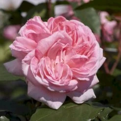 'Marlis™ Renaissance'® Rosa X 'Marlis™ Renaissance'® (Renaissancerose) A-Kvalitet,- Barrods Roser Min. 3 Grene -Sirius Butik p35350 52169 rosa x marlis renaissance renaissancerose d986