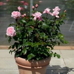 'Marlis™ Renaissance'® Rosa X 'Marlis™ Renaissance'® (Renaissancerose) A-Kvalitet,- Barrods Roser Min. 3 Grene -Sirius Butik p35350 52170 rosa x marlis renaissance renaissancerose b1a3