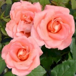 'Mathilde™ Renaissance'® Rosa X 'Mathilde™ Renaissance'® (Renaissancerose) A-Kvalitet,- Barrods Roser Min. 3 Grene