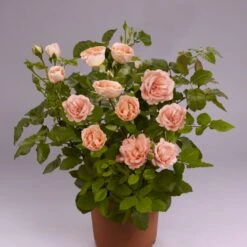 'Mathilde™ Renaissance'® Rosa X 'Mathilde™ Renaissance'® (Renaissancerose) A-Kvalitet,- Barrods Roser Min. 3 Grene -Sirius Butik p35351 52172 rosa x mathilde renaissance renaissancerose f712