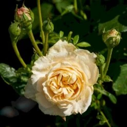 'Nina™ Renaissance'® Rosa X 'Nina™ Renaissance'® (Renaissancerose) A-Kvalitet,- Barrods Roser Min. 3 Grene 7 'Nina™ Renaissance'® Rosa X 'Nina™ Renaissance'® (Renaissancerose) A-Kvalitet,- Barrods Roser Min. 3 Grene -Sirius Butik p35352 52187 rosa x nina renaissance renaissancerose d9f3