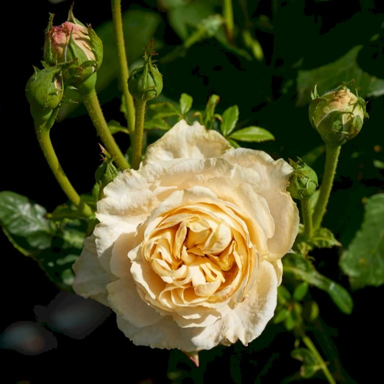 'Nina™ Renaissance'® Rosa X 'Nina™ Renaissance'® (Renaissancerose) A-Kvalitet,- Barrods Roser Min. 3 Grene 3 'Nina™ Renaissance'® Rosa X 'Nina™ Renaissance'® (Renaissancerose) A-Kvalitet,- Barrods Roser Min. 3 Grene - Billede 3