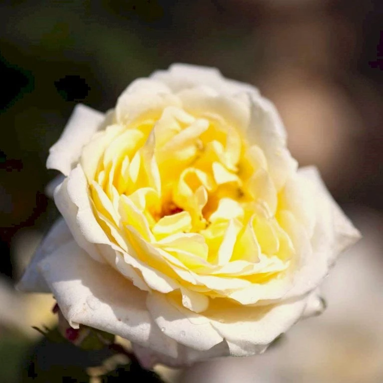 'Nina™ Renaissance'® Rosa X 'Nina™ Renaissance'® (Renaissancerose) A-Kvalitet,- Barrods Roser Min. 3 Grene 5 'Nina™ Renaissance'® Rosa X 'Nina™ Renaissance'® (Renaissancerose) A-Kvalitet,- Barrods Roser Min. 3 Grene - Billede 5