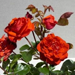 'Odelia™ Renaissance'® (syn. 'Minna'™) Rosa X 'Odelia™ Renaissance'® (Renaissancerose) A-Kvalitet,- Barrods Roser Min. 3 Grene -Sirius Butik p35353 52191 rosa x odelia renaissance renaissancerose 9065