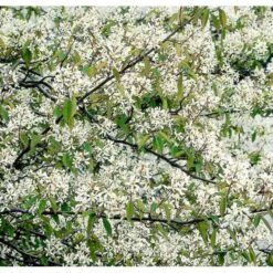 Canadisk Bærmispel Amelanchier Lamarckii Potte 4,0 Liter,- 50-60 Cm. -Sirius Butik p35354 37494 amelanchier lamarckii b7f8