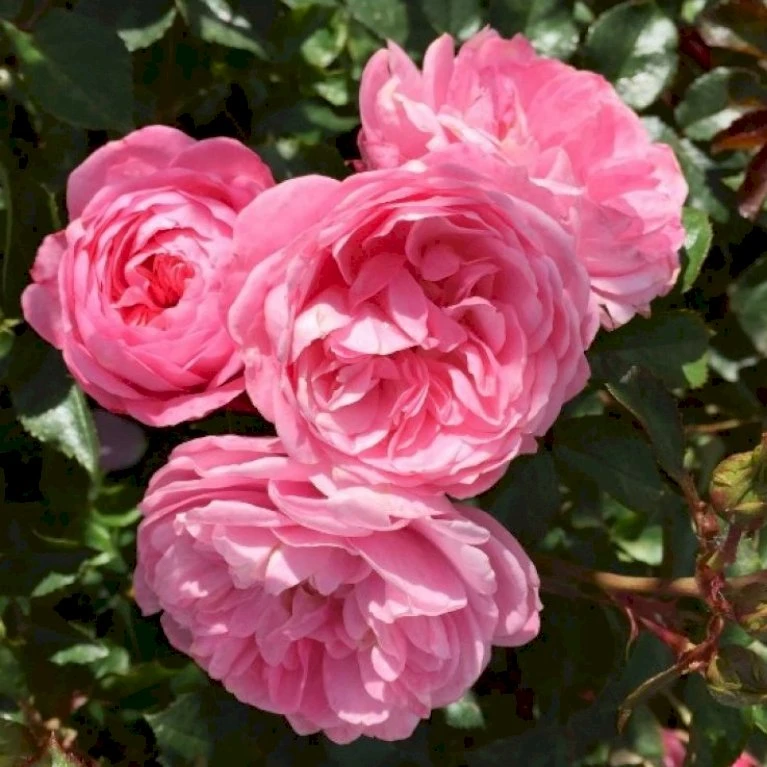 'CPH Garden In Bloom'™ Rosa X 'CPH Garden In Bloom'™ (Bunddækkerose) A-Kvalitet,- Barrods Roser Min. 3 Grene 1 'CPH Garden In Bloom'™ Rosa X 'CPH Garden In Bloom'™ (Bunddækkerose) A-Kvalitet,- Barrods Roser Min. 3 Grene