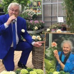 'Elin's Rose'™ Rosa X 'Elin's Rose'™ (Buketrose) A-Kvalitet,- Barrods Roser Min. 3 Grene -Sirius Butik p35393 51465 rosa x elin s rose buketrose 752f