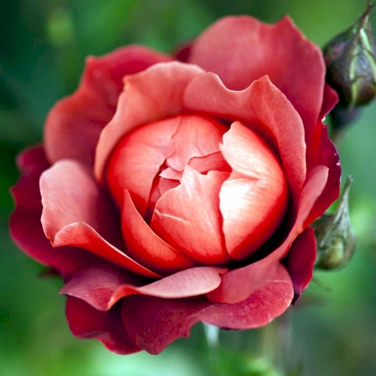 'Hot Chocolate' Rosa X 'Hot Chocolate' (Buketrose) A-Kvalitet,- Barrods Roser Min. 3 Grene 3 'Hot Chocolate' Rosa X 'Hot Chocolate' (Buketrose) A-Kvalitet,- Barrods Roser Min. 3 Grene - Billede 3