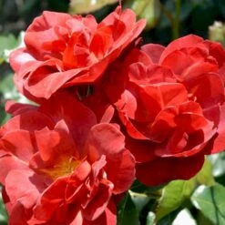 'Hot Chocolate' Rosa X 'Hot Chocolate' (Buketrose) A-Kvalitet,- Barrods Roser Min. 3 Grene 7 'Hot Chocolate' Rosa X 'Hot Chocolate' (Buketrose) A-Kvalitet,- Barrods Roser Min. 3 Grene -Sirius Butik p35397 51536 rosa x hot chocolate buketrose 0e7f