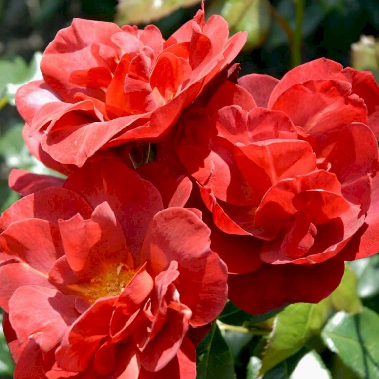 'Hot Chocolate' Rosa X 'Hot Chocolate' (Buketrose) A-Kvalitet,- Barrods Roser Min. 3 Grene 4 'Hot Chocolate' Rosa X 'Hot Chocolate' (Buketrose) A-Kvalitet,- Barrods Roser Min. 3 Grene - Billede 4