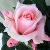 'Sweet Love Forever'™ Rosa X 'Sweet Love Forever'™ (Buketrose) A-Kvalitet,- Barrods Roser Min. 3 Grene