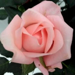 'Sweet Love Forever'™ Rosa X 'Sweet Love Forever'™ (Buketrose) A-Kvalitet,- Barrods Roser Min. 3 Grene 10 'Sweet Love Forever'™ Rosa X 'Sweet Love Forever'™ (Buketrose) A-Kvalitet,- Barrods Roser Min. 3 Grene -Sirius Butik p35399 52032 rosa x sweet love forever buketrose 3518
