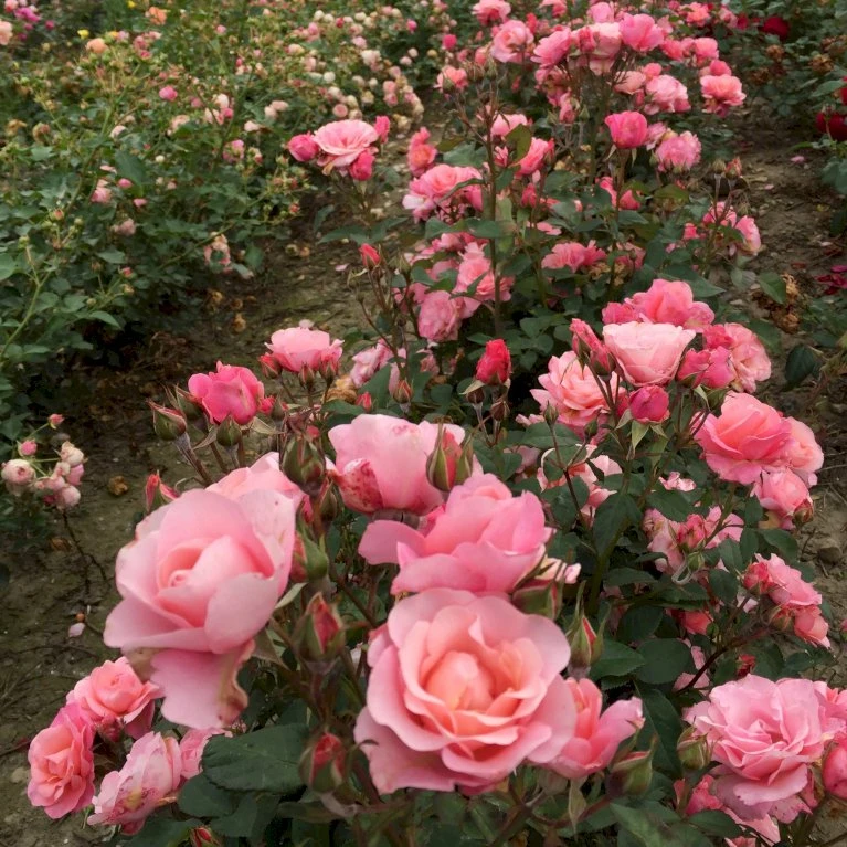 'Sweet Love Forever'™ Rosa X 'Sweet Love Forever'™ (Buketrose) A-Kvalitet,- Barrods Roser Min. 3 Grene 4 'Sweet Love Forever'™ Rosa X 'Sweet Love Forever'™ (Buketrose) A-Kvalitet,- Barrods Roser Min. 3 Grene - Billede 4