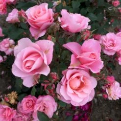 'Sweet Love Forever'™ Rosa X 'Sweet Love Forever'™ (Buketrose) A-Kvalitet,- Barrods Roser Min. 3 Grene 12 'Sweet Love Forever'™ Rosa X 'Sweet Love Forever'™ (Buketrose) A-Kvalitet,- Barrods Roser Min. 3 Grene -Sirius Butik p35399 52034 rosa x sweet love forever buketrose 2e9a