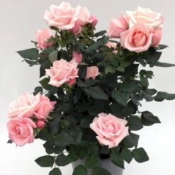'Sweet Love Forever'™ Rosa X 'Sweet Love Forever'™ (Buketrose) A-Kvalitet,- Barrods Roser Min. 3 Grene 15 'Sweet Love Forever'™ Rosa X 'Sweet Love Forever'™ (Buketrose) A-Kvalitet,- Barrods Roser Min. 3 Grene -Sirius Butik p35399 52037 rosa x sweet love forever buketrose 0101