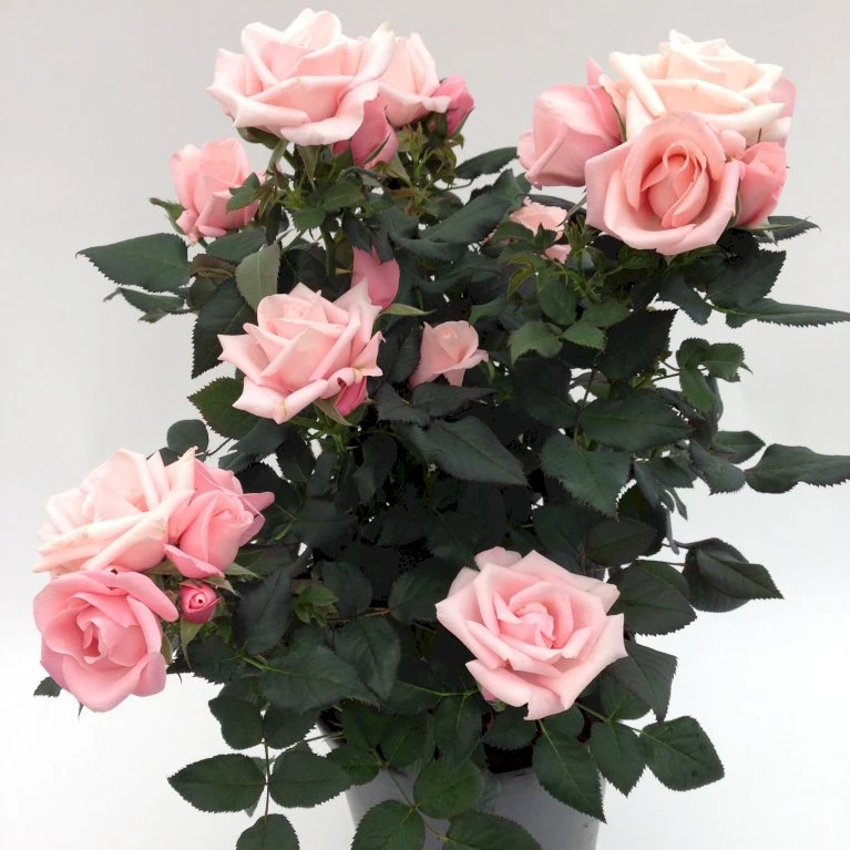 'Sweet Love Forever'™ Rosa X 'Sweet Love Forever'™ (Buketrose) A-Kvalitet,- Barrods Roser Min. 3 Grene 8 'Sweet Love Forever'™ Rosa X 'Sweet Love Forever'™ (Buketrose) A-Kvalitet,- Barrods Roser Min. 3 Grene - Billede 8