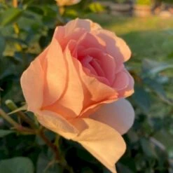 'Royal Estelle'™ Rosa X 'Royal Estelle'™ (Buketrose) A-Kvalitet,- Barrods Roser Min. 3 Grene -Sirius Butik p35404 51694 rosa x royal estelle buketrose 5ac3