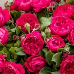 'Red Leonardo Da Vinci' Rosa X 'Red Leonardo Da Vinci' (Buketrose) A-Kvalitet,- Barrods Roser Min. 3 Grene