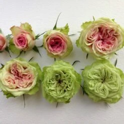 'Loves Me® Tender'™ Rosa X 'Loves Me® Tender'™ (Buketrose) A-Kvalitet,- Barrods Roser Min. 3 Grene -Sirius Butik p35408 51674 rosa x rosa loves me tender buketrose c01e