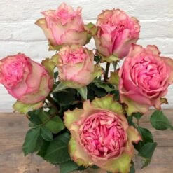 'Loves Me® Tender'™ Rosa X 'Loves Me® Tender'™ (Buketrose) A-Kvalitet,- Barrods Roser Min. 3 Grene -Sirius Butik p35408 51675 rosa x rosa loves me tender buketrose 7219