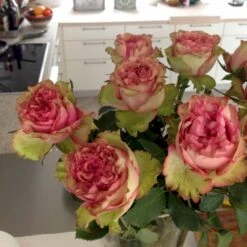 'Loves Me® Tender'™ Rosa X 'Loves Me® Tender'™ (Buketrose) A-Kvalitet,- Barrods Roser Min. 3 Grene -Sirius Butik p35408 51676 rosa x rosa loves me tender buketrose 3a0a