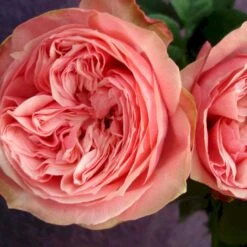 'Loves Me® With Heart And Soul'™ Rosa X 'Loves Me® With Heart And Soul'™ (Buketrose) A-Kvalitet,- Barrods Roser Min. 3 Grene -Sirius Butik p35409 51684 rosa x rosa loves me with heart and soul buketrose e033
