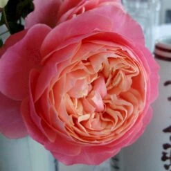 'Loves Me® With Heart And Soul'™ Rosa X 'Loves Me® With Heart And Soul'™ (Buketrose) A-Kvalitet,- Barrods Roser Min. 3 Grene -Sirius Butik p35409 51685 rosa x rosa loves me with heart and soul buketrose 95ae