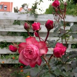 'Loves Me® With Heart And Soul'™ Rosa X 'Loves Me® With Heart And Soul'™ (Buketrose) A-Kvalitet,- Barrods Roser Min. 3 Grene -Sirius Butik p35409 51686 rosa x rosa loves me with heart and soul buketrose bf44