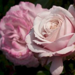 'Rosenfaszination'® Rosa X 'Rosenfaszination'® (Buketrose) A-Kvalitet,- Barrods Roser Min. 3 Grene -Sirius Butik p35410 53639 rosa x rosenfaszination buketrose db22