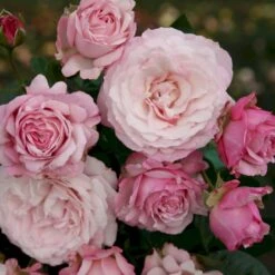 'Rosenfaszination'® Rosa X 'Rosenfaszination'® (Buketrose) A-Kvalitet,- Barrods Roser Min. 3 Grene -Sirius Butik p35410 53640 rosa x rosenfaszination buketrose 030b