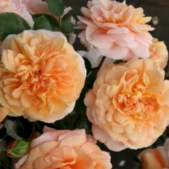 'Sangerhäuser Jubiläumsrose'® Rosa X 'Sangerhäuser Jubiläumsrose'® (Buketrose) A-Kvalitet,- Barrods Roser Min. 3 Grene -Sirius Butik p35411 53647 rosa x sangerhaeuser jubilaeumsrose buketrose bf3c